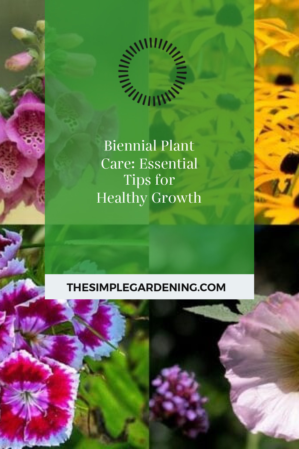 Biennial Plant Care: Essential Tips for Healthy Growth